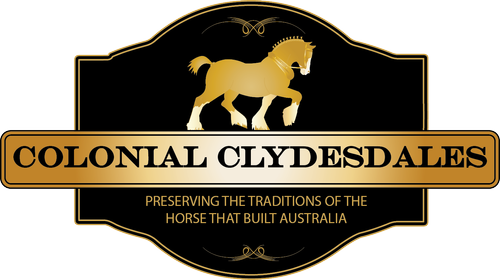 Colonial Clydesdales logo Colonial Clydesdales
